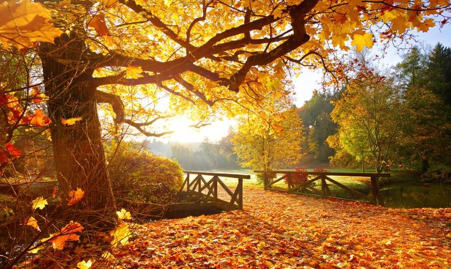 Herbstzeit ist Farbenprachtzeit